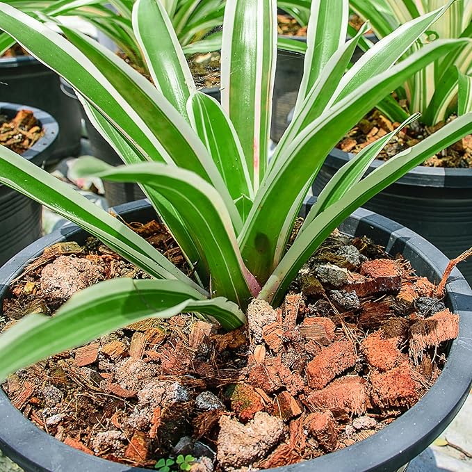 Coco Chips Substrate 2.2 LBS, Organic Coconut Husk Brick with Low EC and pH Balanced, Easy to Expand Coco Coir Mulch Medium for Garden Flowers & Reptile Bedding (2 Pcs)