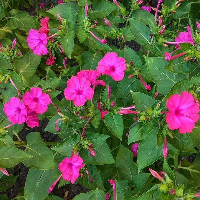 Outsidepride 1/4 lb. Perennial Mirabilis Jalapa Four O' Clock Pink Flower Seeds for Planting
