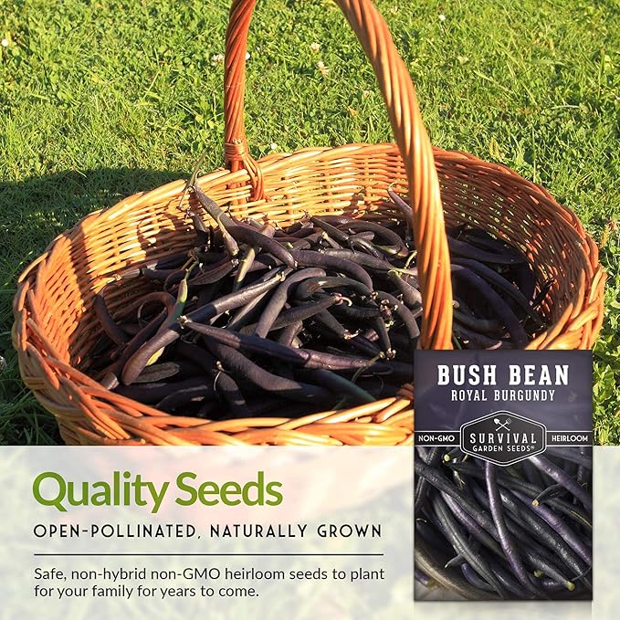 Survival Garden Seeds - Royal Burgundy Bean Seed for Planting - 3 Packs with Instructions to Plant and Grow Stringless Purple Bush Beans in Your Home Vegetable Garden - Non-GMO Heirloom Variety