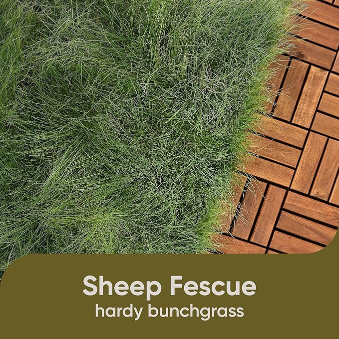 Scotts Pursue Sheep Fescue with Natural Seed, Seeding for Large Areas, 2 lbs.