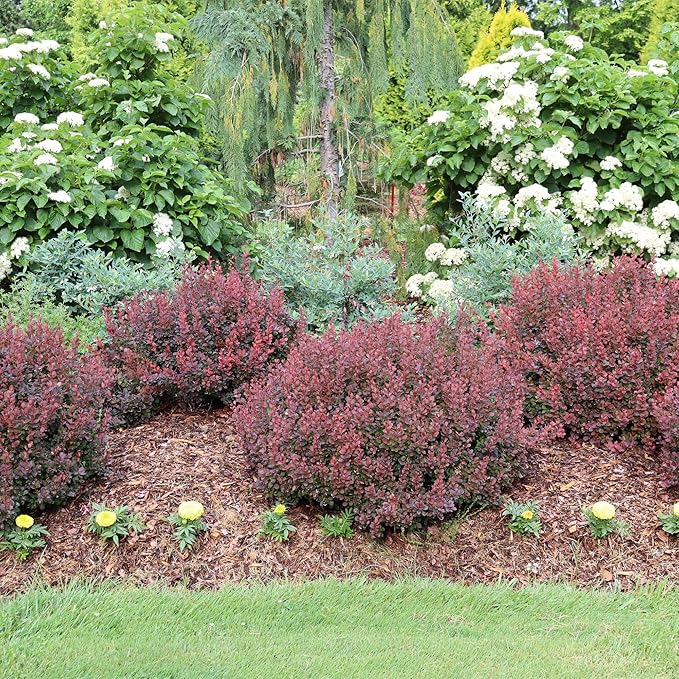 2 Gallon Proven Winner Sunjoy Mini Maroon Barberry Shrub