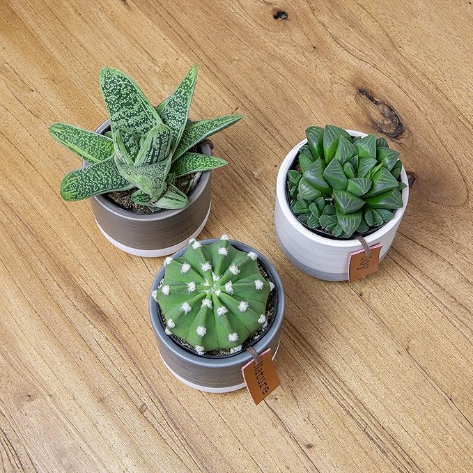 Succulents Plants Live in Plant Pot Set (3 Pack), Succulent Cactus Plants Live Plants, Indoor Plants Live Gardening Gifts for Plant Lovers, Live Succulents Plants Live Houseplants by Plants for Pets