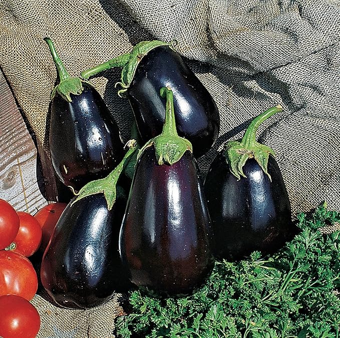 Burpee Black Beauty (Organic) (Heirloom) Eggplant Seeds 50 seeds