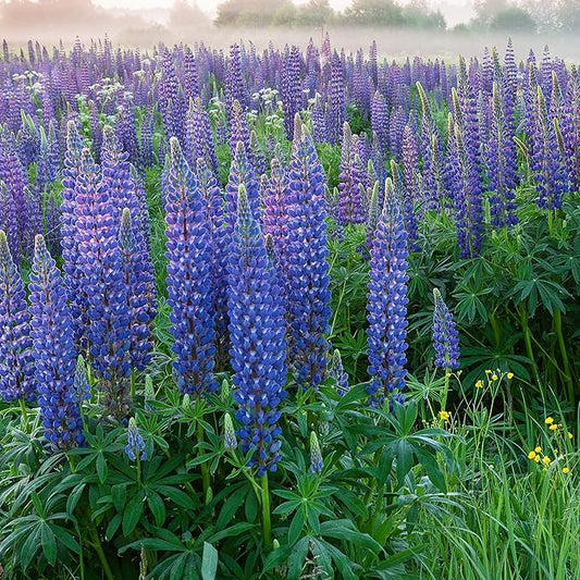 Outsidepride 1/4 lb. Perennial Blue Lupine Flower Seeds for Planting