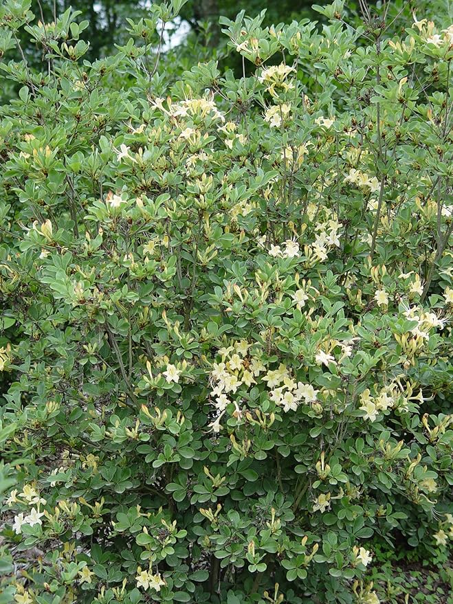 Azalea 'Lemon Drop' (Swamp Azalea) Shrub, pale yellow flowers, #2 - Size Container