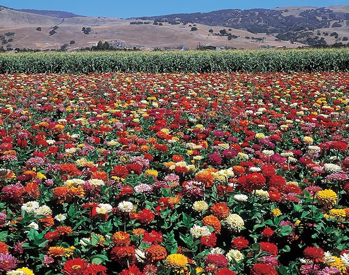 Burpee State Fair Mix Zinnia Seed Tape 50 per tape