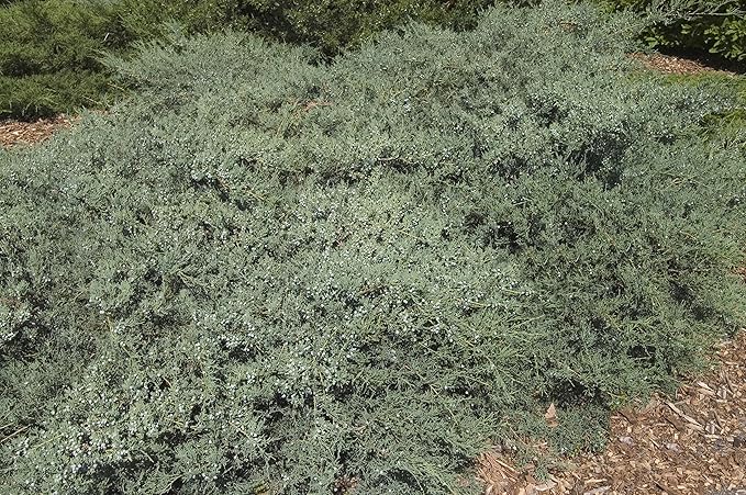 Grey Owl Juniper, evergreen plant in 2 Gallon pot - Juniper Virginiana 'Grey Owl'