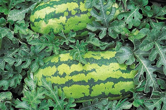 Burpee Georgia Rattlesnake Watermelon Seeds 100 Seeds (Pack of 2)