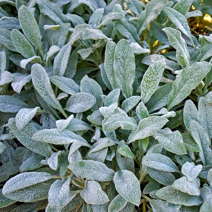 Outsidepride 2000 Seeds Perennial Stachys Byzantina Lamb's Ear Flower Seeds for Planting