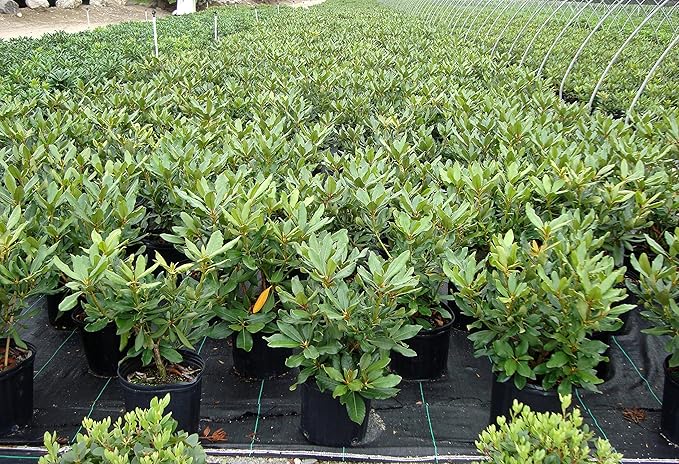 Rhododendron cat. 'Nova Zembla' (Rhododendron) Evergreen, red flowers, #2 - Size Container