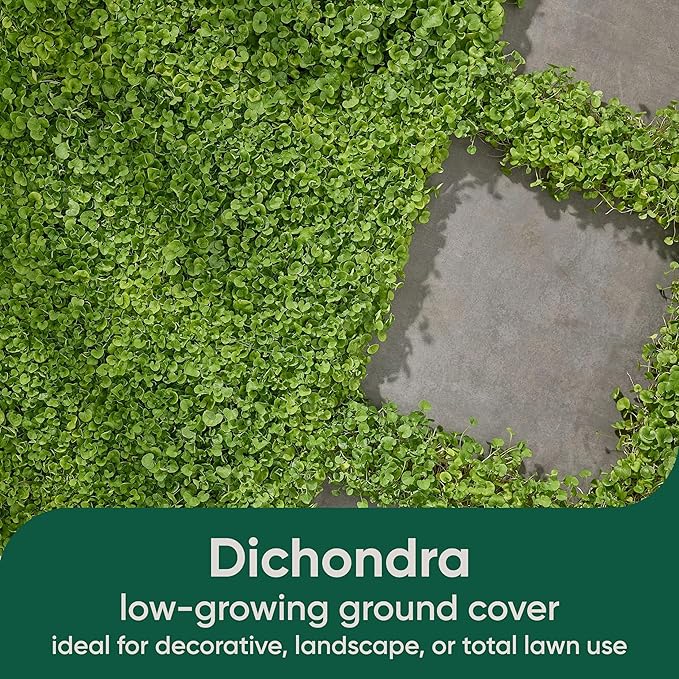 Scotts Pursue Dichondra with Natural Seed, Seeding for Decorative Areas, 1.5 lbs.