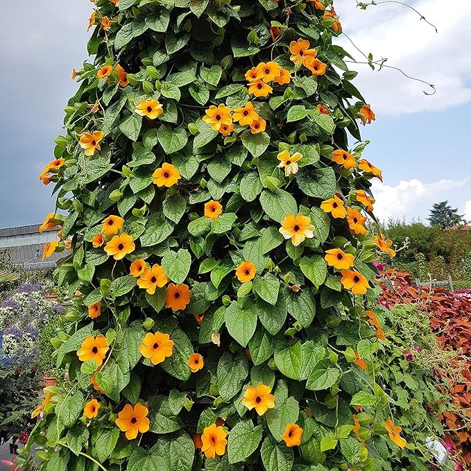 Outsidepride 200 Seeds Annual Orange Thunbergia Black-Eyed Susan Vine Flower Seed for Planting