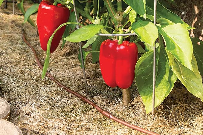 Rain Bird ET256-50S Drip Irrigation Pressure Compensating 1/4" Emitter Tubing, 6" Emitter Spacing, 50 Roll, Brown