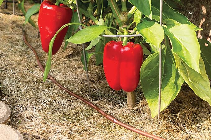 Rain Bird ET25-50S2 Drip Irrigation Pressure Compensating 1/4" Emitter Tubing, 12" Emitter Spacing, 50' Roll, Brown