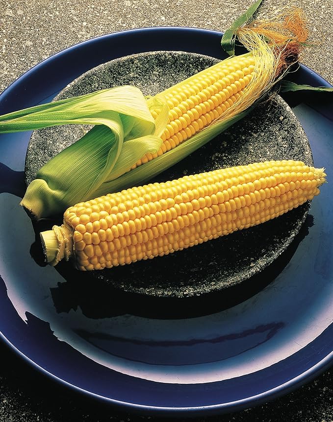 Burpee Illini Xtra Sweet Sweet Corn Seeds 200 seeds