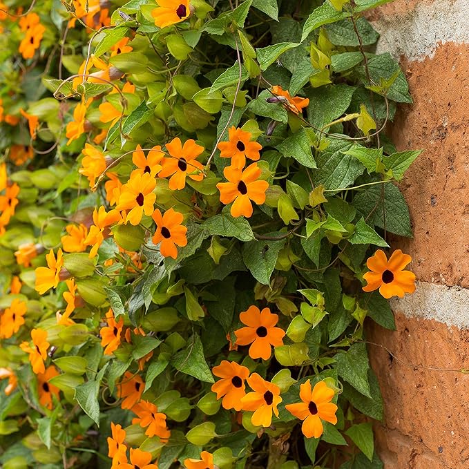 Outsidepride 200 Seeds Annual Orange Thunbergia Black-Eyed Susan Vine Flower Seed for Planting
