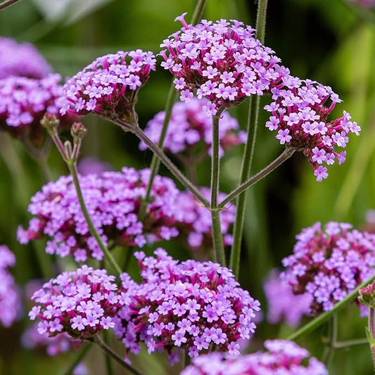 Outsidepride 10000 Seeds Perennial Verbena Bonariensis Purpletop Vervain Flower Seeds for Planting