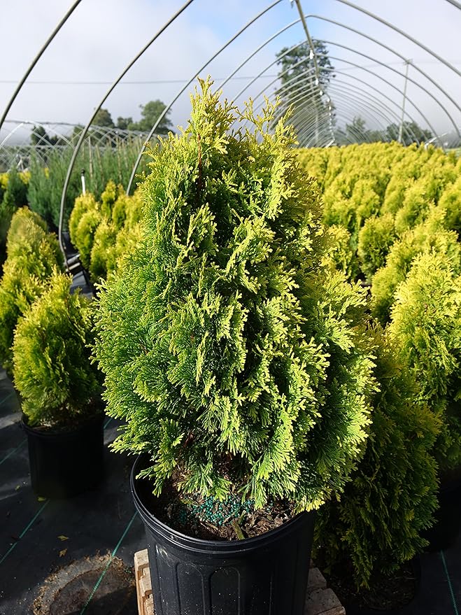 Thuja occidentalis 'Jantar' (Arborvitae) Evergreen, #3 - Size Container