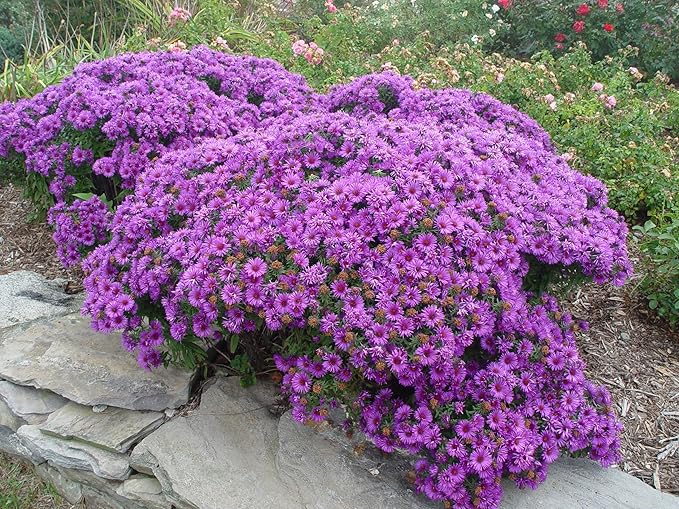 Aster novae-angliae 'Purple Dome' (New England Aster) Perennial, purple flowers, #2 - Size Container