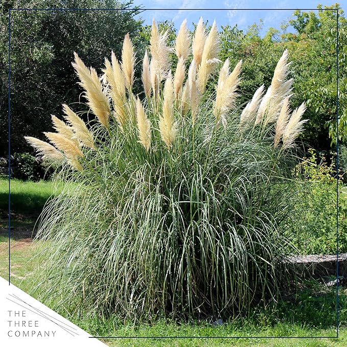 Live Ornamental Perennial Grass - White Pampas (2 Per Pack), Showy Accent Plant, 12" Tall by 6" Wide in 1.5 Quart Pot