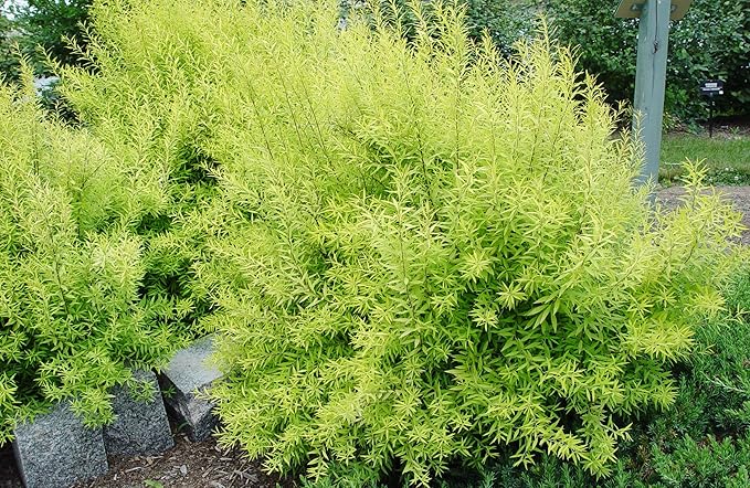 Spiraea thun. 'Ogon' (Mellow Yellow) (Spirea) Shrub, #3 - Size Container