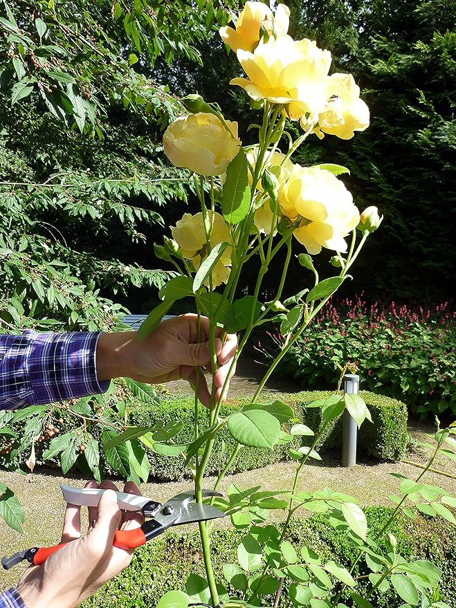 Okatsune 101 7-inch Bypass Pruners, Small (One Pack)