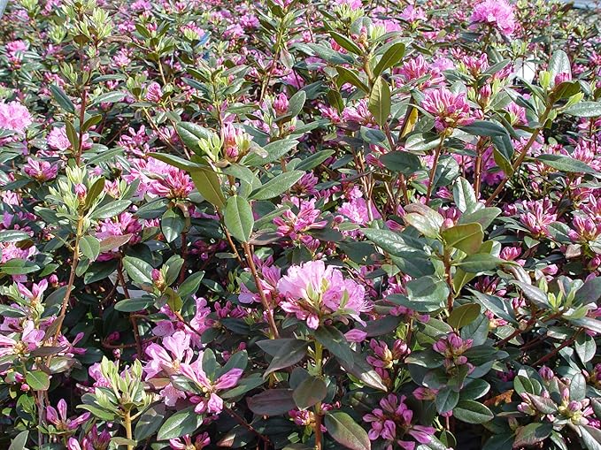 Rhododendron 'Olga Mezitt' (Rhododendron) Evergreen, deep pink flowers, #2 - Size Container