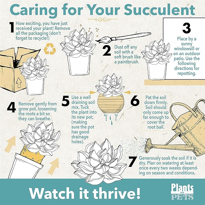 Live Aloe Plant Succulents, Star Aloe Plants Live in Clay Pots for Plants, Succulents Plants Live in Potting Soil, Potted Succulents Live Plants, Cactus Plants Live Succulent Plants by Plants for Pets