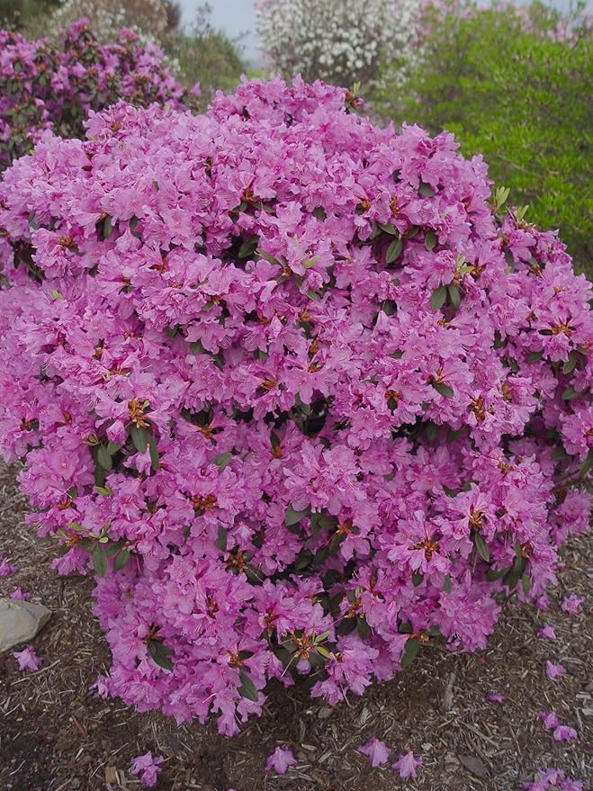 Green Promise Farms RHXPJE02 RHXPJE Live Plant, Rhododendron X PJM Elite Evergreen Lavender Flowers, 2 Gallon