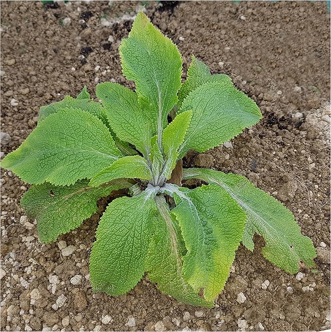 Seed Needs, Mixed Gloxiniaeflora Foxglove Seeds for Planting - Heirloom & Open Pollinated Biennial Flowers - Perfect for Butterfly Gardens & Insectaries (5 Packs)