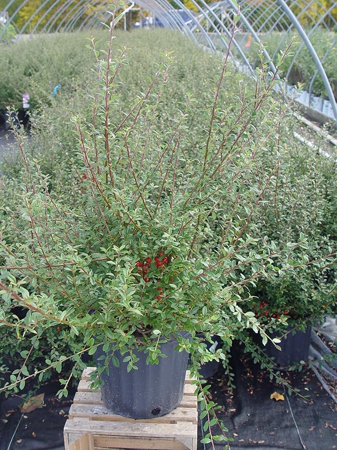 Cotoneaster dammeri 'Coral Beauty' (Coral Beauty Cotoneaster) Shrub, 3 - Size Container