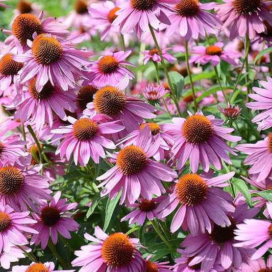 Outsidepride 1000 Seeds Perennial Echinacea Purple Coneflower Wild Flower Seeds for Planting