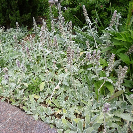Outsidepride 2000 Seeds Perennial Stachys Byzantina Lamb's Ear Flower Seeds for Planting