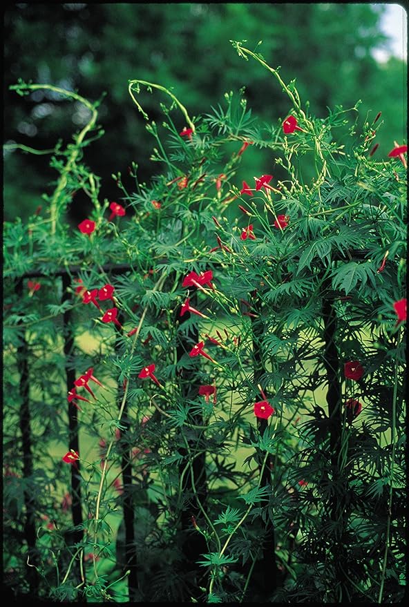Burpee Red Cypress Vine Seeds 75 Seeds (Pack of 2)