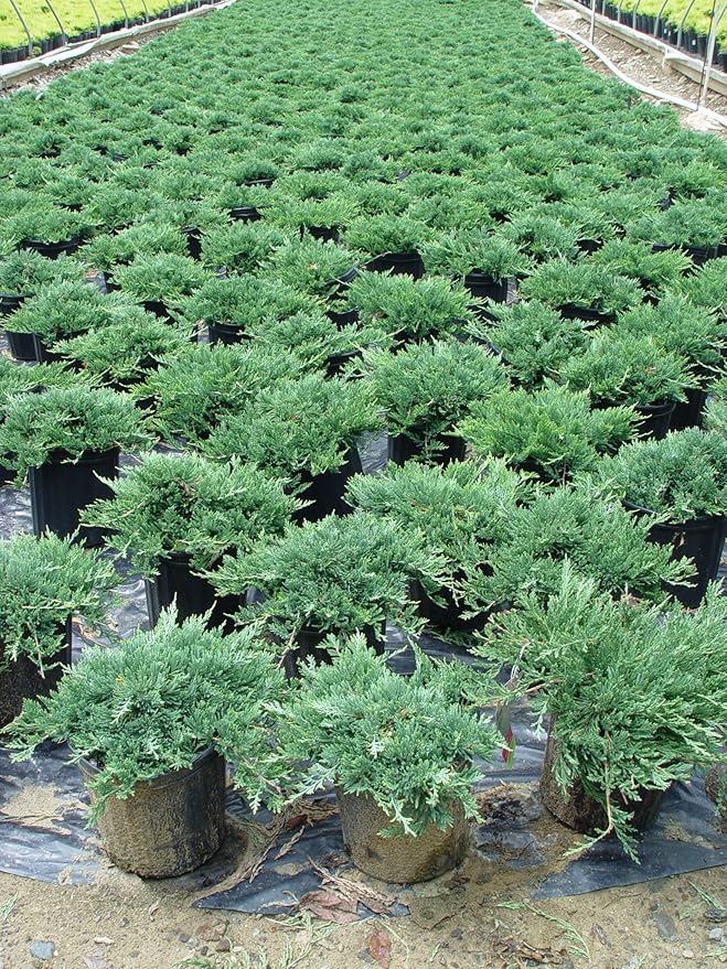 Blue Rug Juniper, blue leafed evergreen plant in 2 Gallon pot - Juniperus Horizontalis 'Wiltonii'