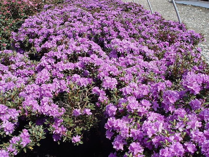 Rhododendron X 'Purple Gem' (Rhododendron) Evergreen, bluish purple flowers, #2 - Size Container
