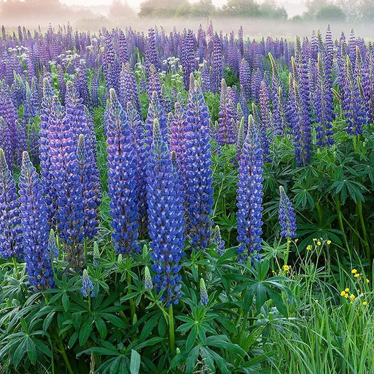 Outsidepride 500 Seeds Perennial Blue Lupine Flower Seeds for Planting