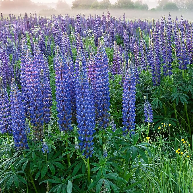 Outsidepride 1 lb. Perennial Blue Lupine Flower Seeds for Planting