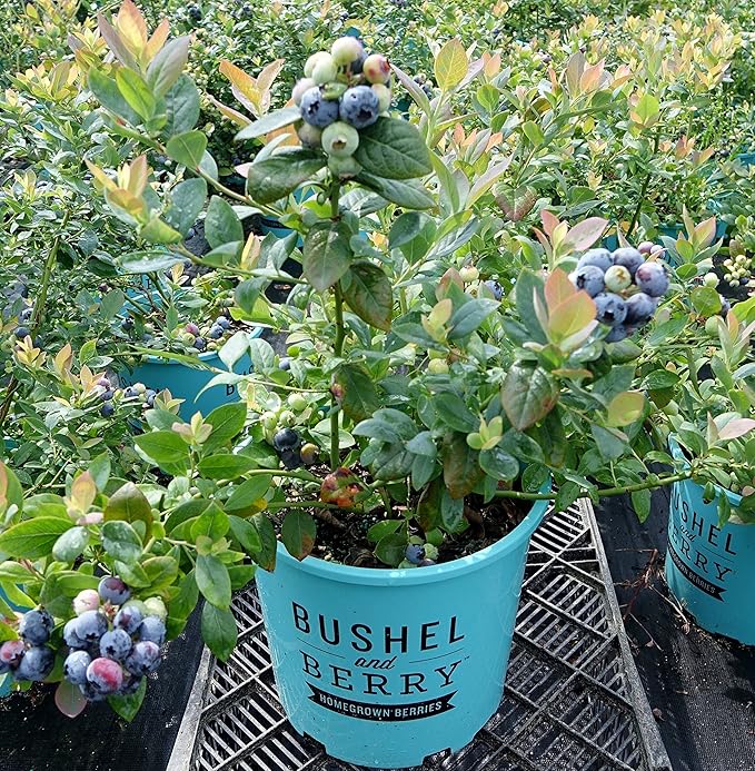 Bushel and Berry™ - Vaccinium Pink Icing (Blueberry) Edible-Shrub, , #2 - Size Container