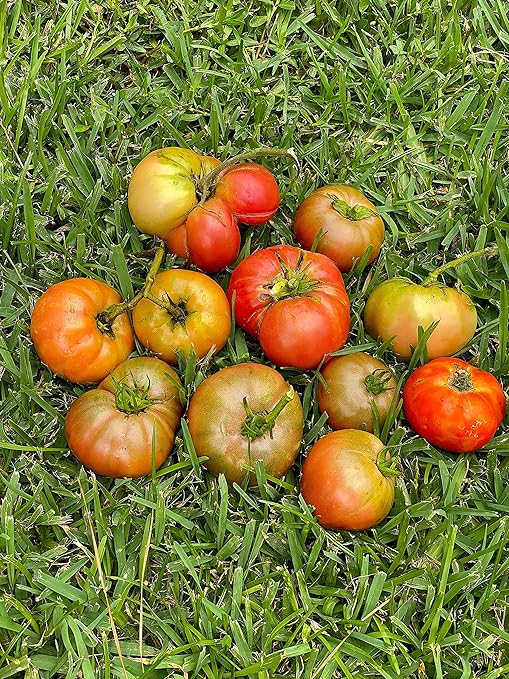 Nelson - All Vegetable Garden Plant Food, Granular Fertilizer, Multi-Purpose High Calcium Phosphorus Micronutrients in Ground, Gardens, Containers, & Greenhouses, NutriStar 12-14-11 (25 lb.)