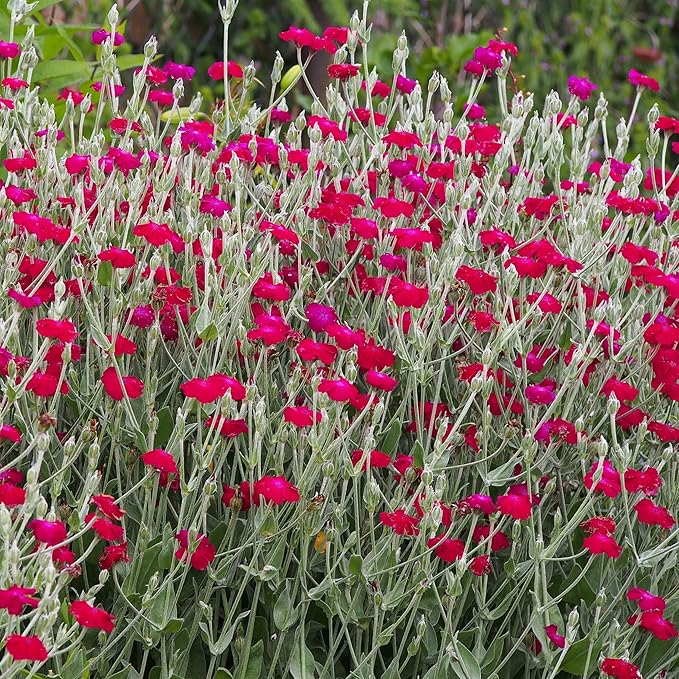Outsidepride 5000 Seeds Perennial Lychnis Coronaria Rose Campion Flower Seeds for Planting