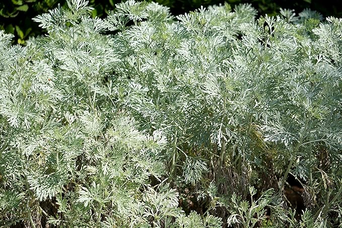 200Pcs Artemisia Absinthium Wormwood Herb Seeds for Planting Easy to Grow Outdoor Home Garden Flower Seeds Gardening Supplies
