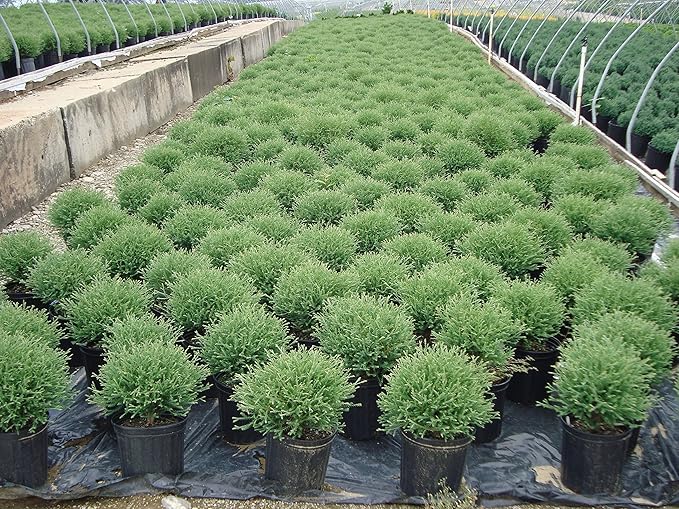 Green Promise Farms Thuja `MR. Bowling Ball` (Arborvitae) Evergreen, 3 Size Container, Green Foliage