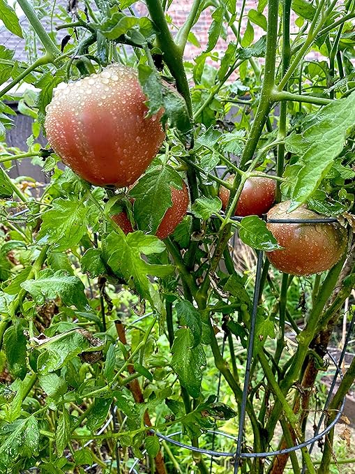 Nelson - All Vegetable Garden Plant Food, Granular Fertilizer, Multi-Purpose High Calcium Phosphorus Micronutrients in Ground, Gardens, Containers, & Greenhouses, NutriStar 12-14-11 (15 lb.)