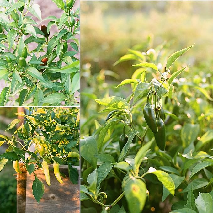 Sereniseed Certified Organic Hot Pepper Seeds (10-Pack) – Non GMO, Open Pollinated – Jalapeño, Cal Wonder, Black Hungarian, Serrano, Thai Hot, Red Habanero, Poblano, Cayenne and More