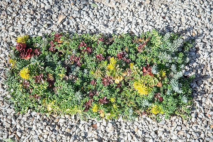 Sedum Succulent Plants Ground Cover, Live Succulents Plants Live Plants, Plant Tray of Outdoor Plants for Landscaping, Fairy Garden Accessories, Plant Wall Decor and Succulent Soil by Plants for Pets