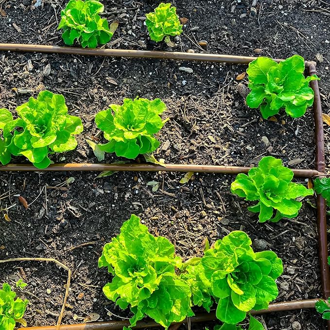 One Stop Outdoor USA Made - 1/4-Inch x Irrigation/Hydroponics Dripline with 6-Inch Emitter Spacing (Brown) (500' Foot Roll)