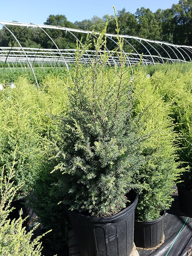 Live plant from Green Promise Farms Juniperus Communis Cone Evergreen Plant, 3 Size Container, Gold/Green