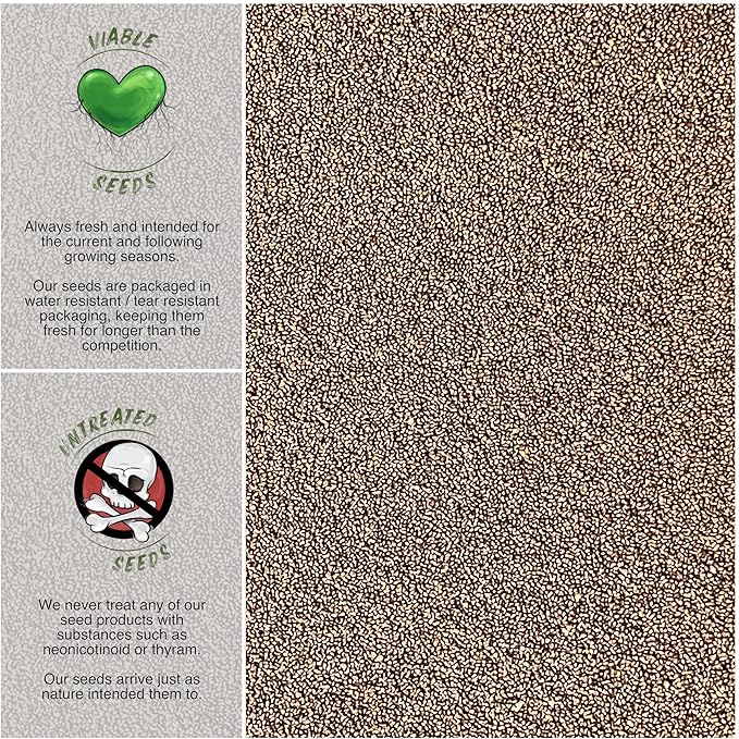 Seed Needs, Holy Basil Seeds - 500 Heirloom Seeds for Planting Ocimum Sanctum - Medicinal Tulsi Herb to Plant Indoors or Outdoors, Non-GMO & Untreated (1 Pack)